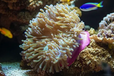 Illustration anemone - Image 1