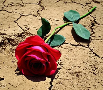 Illustration welter - Image 1