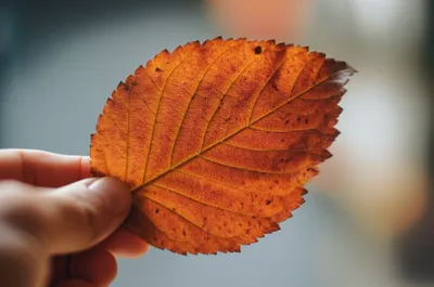 Illustration versos - Image 1