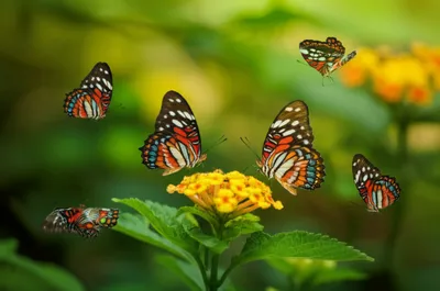 Illustration jester - Image 1