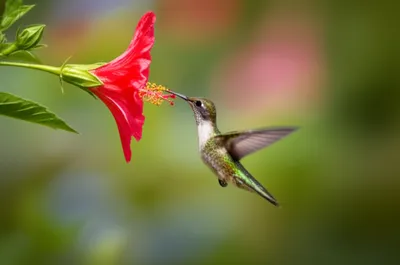 Illustration piddling - Image 1