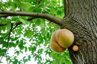 Illustration neoplasm