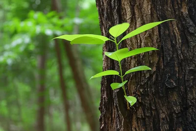 Illustration offshoot - Image 1