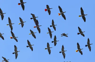 Illustration distinguishing - Image 1