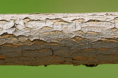 Illustration bald - Image 1