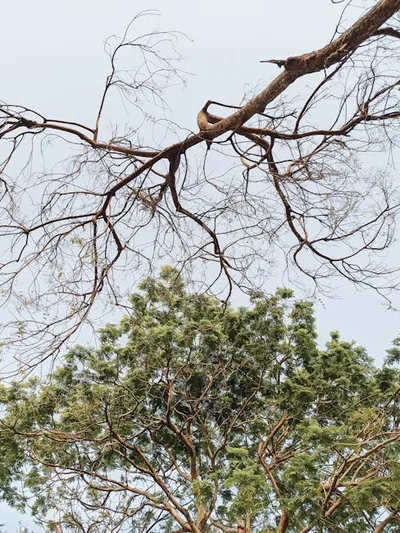 Hình ảnh minh họa ramify - Ảnh 2