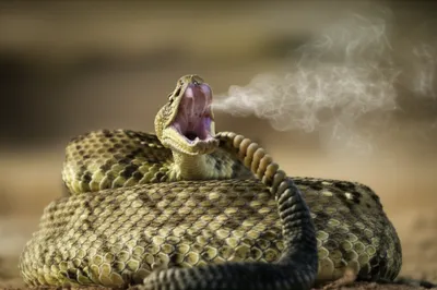 Illustration hissing - Image 1