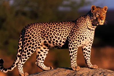 Illustration leopards - Image 1