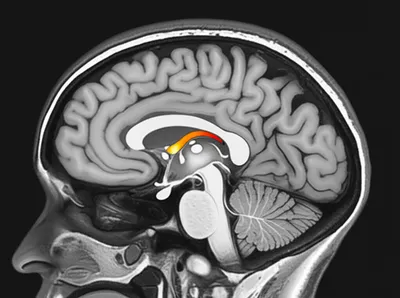 Illustration insular - Image 1