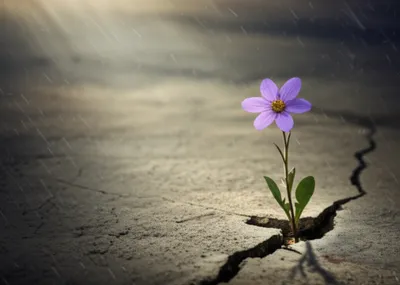 Illustration durability