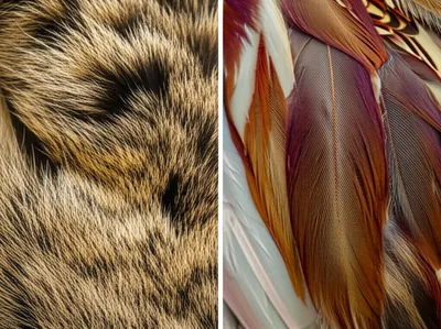 Illustration furs - Image 1