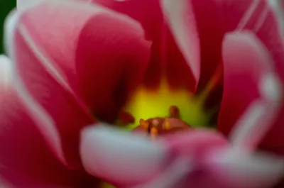 Illustration fauces - Image 1