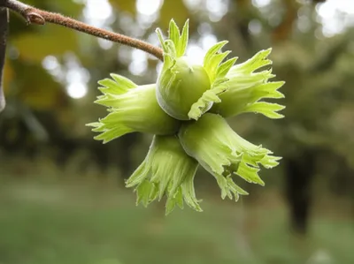 Illustration cobnuts - Image 1