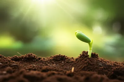 Illustration catch - Image 1