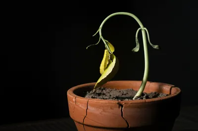 Illustration strains - Image 1