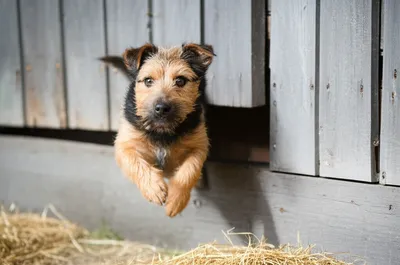 Illustration ratting - Image 1