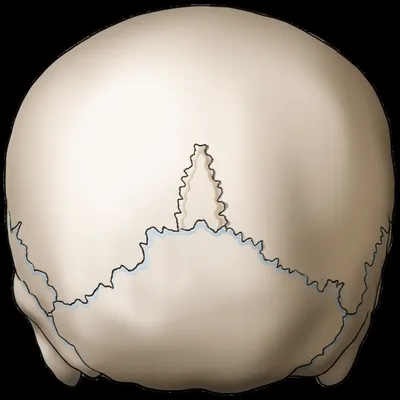 Illustration lambdoid - Image 1