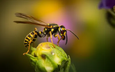 Illustration stalks - Image 1