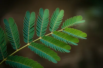 Illustration foliole - Image 1