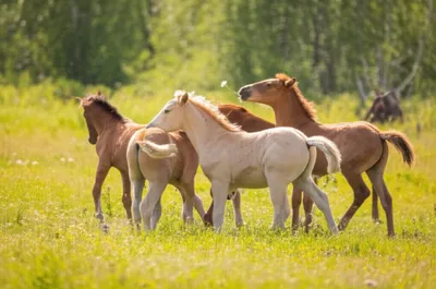 Illustration horsed - Image 1