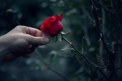 Illustration remove - Image 1