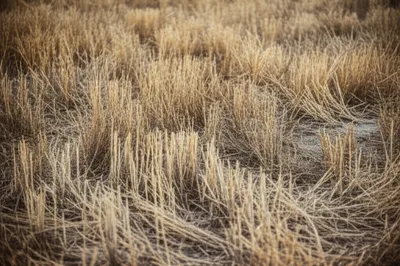 Illustration russet - Image 1