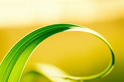 Illustration flex - Image 1