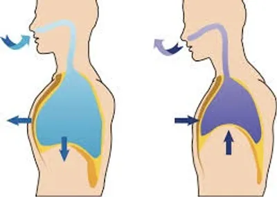 Illustration respiration - Image 2