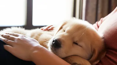 Illustration lap - Image 1