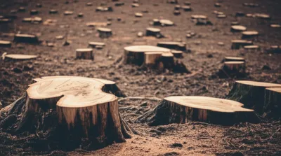 Illustration stubs - Image 1