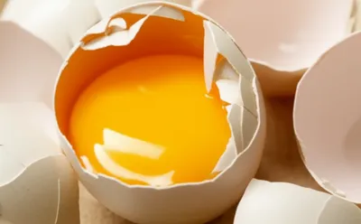 Illustration shells - Image 1