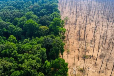 Illustration thinning - Image 1