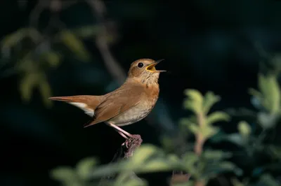 Illustration jugging - Image 1