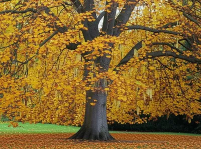 Illustration limes - Image 1