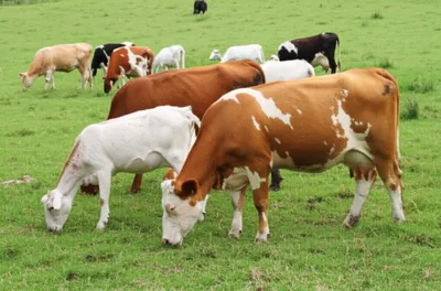 Illustration pollards - Image 1