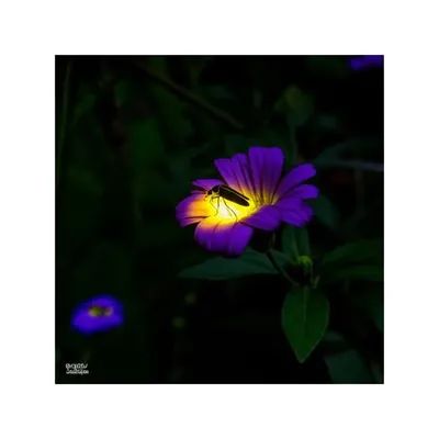 Illustration flashing - Image 1