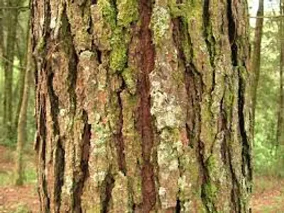 Illustration bark - Image 2