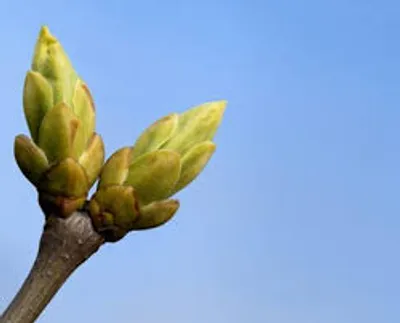 Illustration bud - Image 2