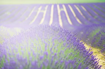 Illustration whiff - Image 1