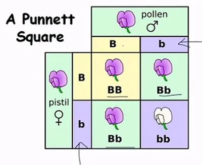 Illustration heredity - Image 2