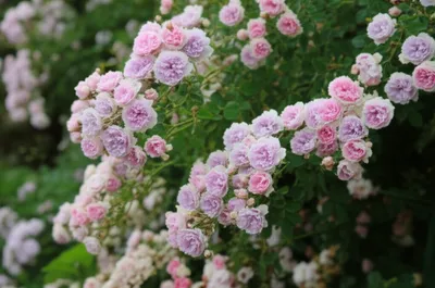 Illustration pompon - Image 1