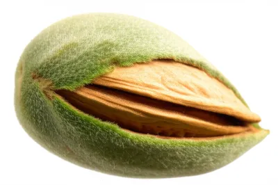 Illustration almonds - Image 2