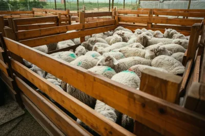 Illustration pins - Image 1