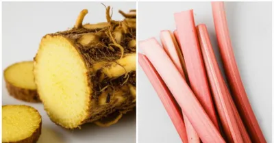 Illustration rhubarb - Image 1