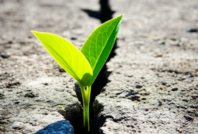 Illustration bettered - Image 1