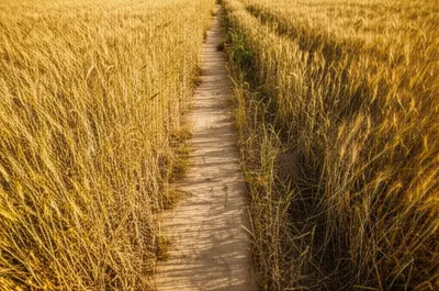 Illustration plowed - Image 1