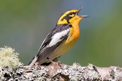 Illustration pipe - Image 2