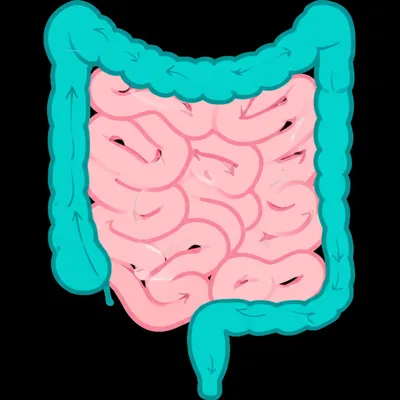 Illustration bowel - Image 1