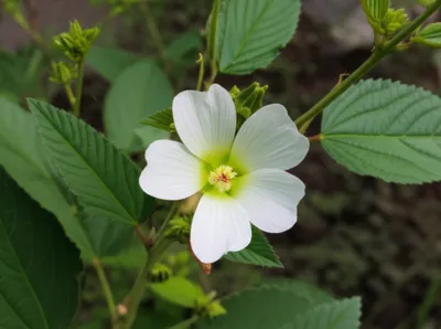 Illustration sida - Image 1