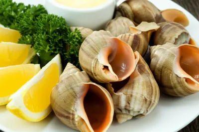 Illustration whelk - Image 1